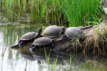 Obraz premium Europäische Sumpfschildkröte (Emys orbicularis) 