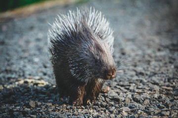 Indian crested Porcupine baby on black backgrond