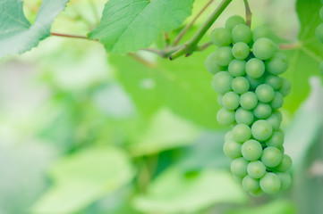 緑のぶどう, growing green delaware grapes bunch s08