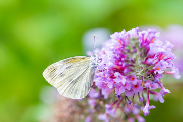 A white butterfly on the butterfly bush