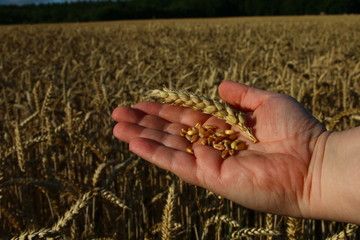 Weizenkörner gehalten in einer Hand