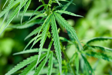 Green cannabis Bush with large marijuana leaves with hemp seeds. Cultivation of cannabis for the production of CBD oil, cream, for medicinal purposes in medicine, dog and cat pet food