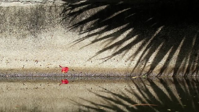 Beautifully moving abstract shadow of Chinese fan palm tree leaves on old canal concrete wall and water. Fallen orange-red flame tree and yellow copperpod flowers on the wall and water.