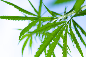 Green cannabis Bush with large marijuana leaves with hemp seeds. Cultivation of cannabis for the production of CBD oil, cream, for medicinal purposes in medicine, dog and cat pet food