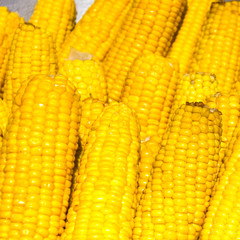 Yellow boiled corn close-up. Texture of corn seeds.