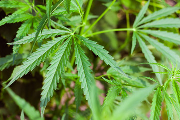 Green cannabis Bush with large marijuana leaves with hemp seeds. Cultivation of cannabis for the production of CBD oil, cream, for medicinal purposes in medicine, dog and cat pet food