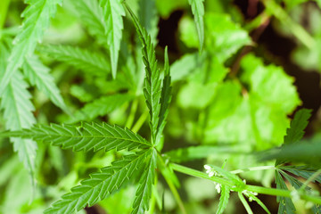 Green cannabis Bush with large marijuana leaves with hemp seeds. Cultivation of cannabis for the production of CBD oil, cream, for medicinal purposes in medicine, dog and cat pet food