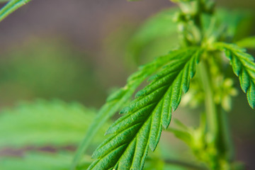 Green cannabis Bush with large marijuana leaves with hemp seeds. Cultivation of cannabis for the production of CBD oil, cream, for medicinal purposes in medicine, dog and cat pet food