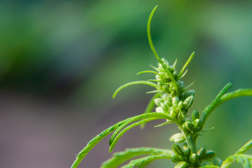 Green cannabis Bush with large marijuana leaves with hemp seeds. Cultivation of cannabis for the production of CBD oil, cream, for medicinal purposes in medicine, dog and cat pet food