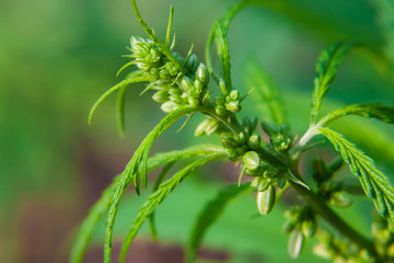 Green cannabis Bush with large marijuana leaves with hemp seeds. Cultivation of cannabis for the production of CBD oil, cream, for medicinal purposes in medicine, dog and cat pet food