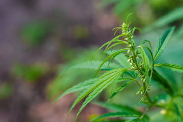 Green cannabis Bush with large marijuana leaves with hemp seeds. Cultivation of cannabis for the production of CBD oil, cream, for medicinal purposes in medicine, dog and cat pet food