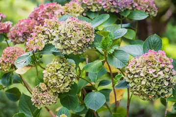Fototapeta premium hydrangea flowers in the garden