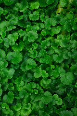 Obraz premium Dark green leaves vertical background