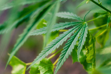 Green cannabis Bush with large marijuana leaves with hemp seeds. Cultivation of cannabis for the production of CBD oil, cream, for medicinal purposes in medicine, dog and cat pet food