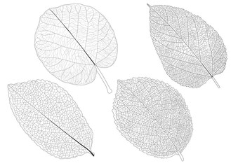 Leaves line on white background illustration vector