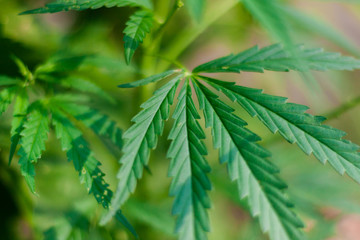 Green cannabis Bush with large marijuana leaves with hemp seeds. Cultivation of cannabis for the production of CBD oil, cream, for medicinal purposes in medicine, dog and cat pet food