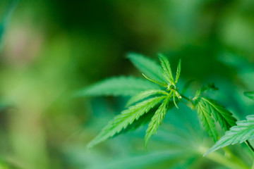 Green cannabis Bush with large marijuana leaves with hemp seeds. Cultivation of cannabis for the production of CBD oil, cream, for medicinal purposes in medicine, dog and cat pet food