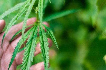 Green cannabis Bush with large marijuana leaves with hemp seeds. Cultivation of cannabis for the production of CBD oil, cream, for medicinal purposes in medicine, dog and cat pet food