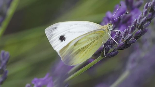 Green Veined Butterfly on Lavender
