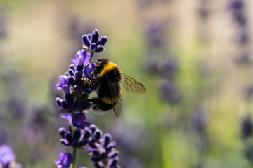 Bee collecting pollen from a lavender blossom