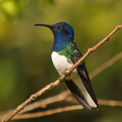 Hummingbird in Minca in Colombia