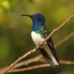 Fototapeten Hummingbird in Minca in Colombia © kstipek