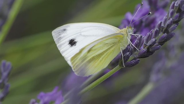 Green Veined Butterfly on Lavender