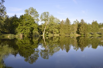  tree reflection in water