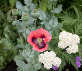 close up of open red poppy in flower border © dafydd_ap_w