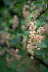 Fototapeta premium Fresh currant on a branch.