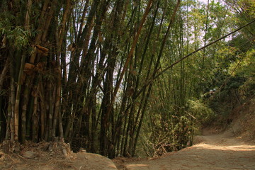 Bamboo plant at a hiking trail in Minca in Colombia