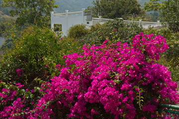 Blooming bougainvillea in Minca in Colombia