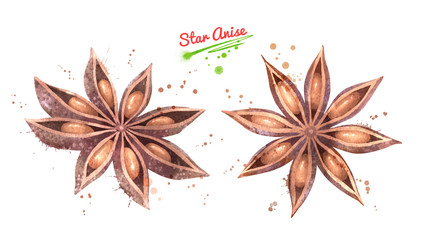 Watercolor illustration set of Star Anise