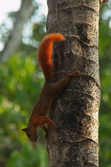 Fototapeta premium Squirrel running down the palm tree in Minca in Colombia