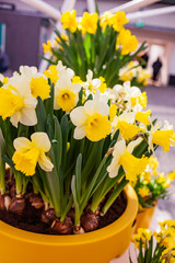 nice narcissus flowers in the pot