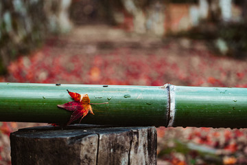 秋の落としもの