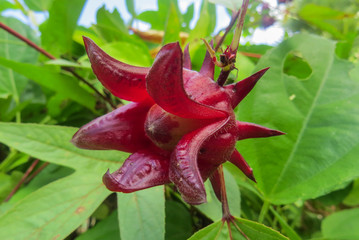 Naklejka na ściany i meble Red flower of a tropical plant Karkade.