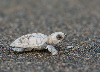 Baby hawksbill sea turtle