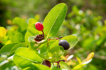 The red and purple karonda fruits on its tree planted as a side street fence