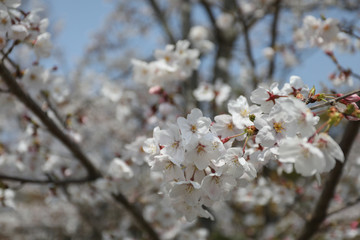 Cheery Blossom is blooming in Osaka, Japan 