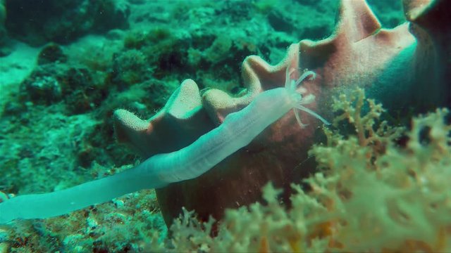 Sea Cucumber Or Sea Worm Or Sea Slug Long Jellyfish Worm-Like Creature Feeding Underwater On Coral In Phillippines Open Ocean Sea In Deep Blue Water At Malapascus Kalanggaman Island Cebu Visayan Sea