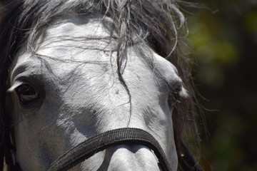 horse