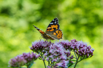 The Painted lady (Vanessa cardui) butterfly on the Eupatorium cannabinum flower