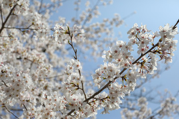 Cheery Blossom is blooming in Osaka, Japan 