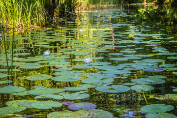 European white water lily (Nymphaea alba) blooming on a creek