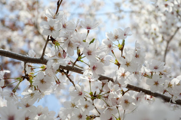Cheery Blossom is blooming in Osaka, Japan 