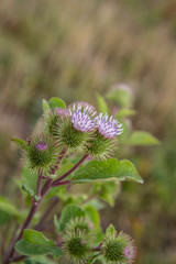 The Melancholy thistle (Cirsium heterophyllum) in a meadow