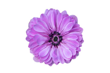 Big purple flower isolated on white background