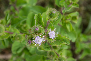 The Melancholy thistle (Cirsium heterophyllum) in a meadow