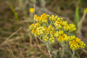 The dwarf everlast (Helichrysum arenarium) blooming in a meadow